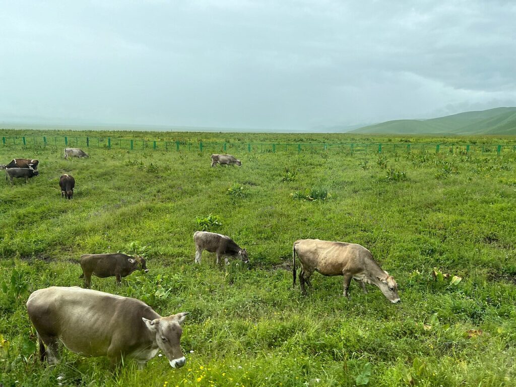 Nalati Aerial Grassland under snow-capped Tianshan peaks