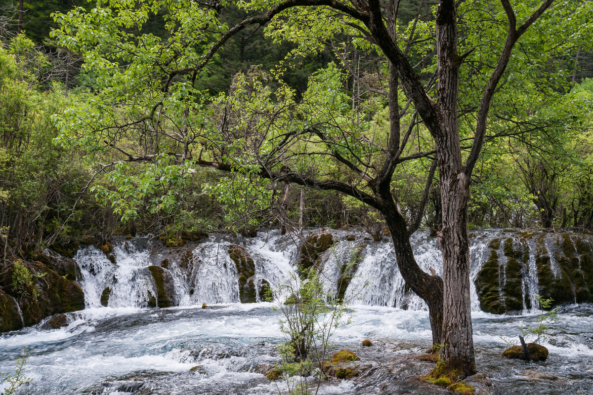 Autumn forest and turquoise lake in Jiuzhaigou Valley, Sichuan